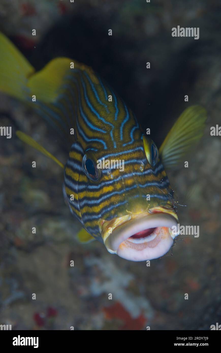 Ribbon Sweetlips, Plectorhinchus polytaenia, with cleaner shrimp
