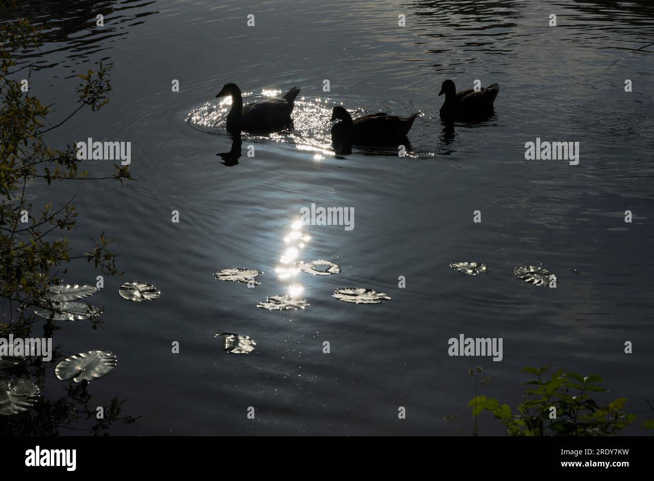 Just past Sandford Lock on the Thames, we see this serene composition of ducks, reflections and lily pads. It's early morning, and I'm on my daily wal Stock Photo