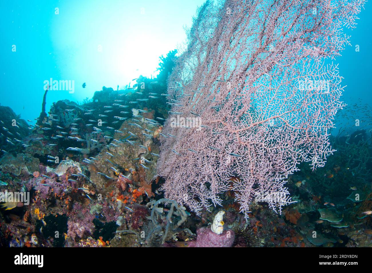 Reef scene with Gorgonian Sea Fan, Muricella sp, against sun with school of juvenile Convict Blennies, Pholidichthys leucotaenia, Four Kings dive site Stock Photo