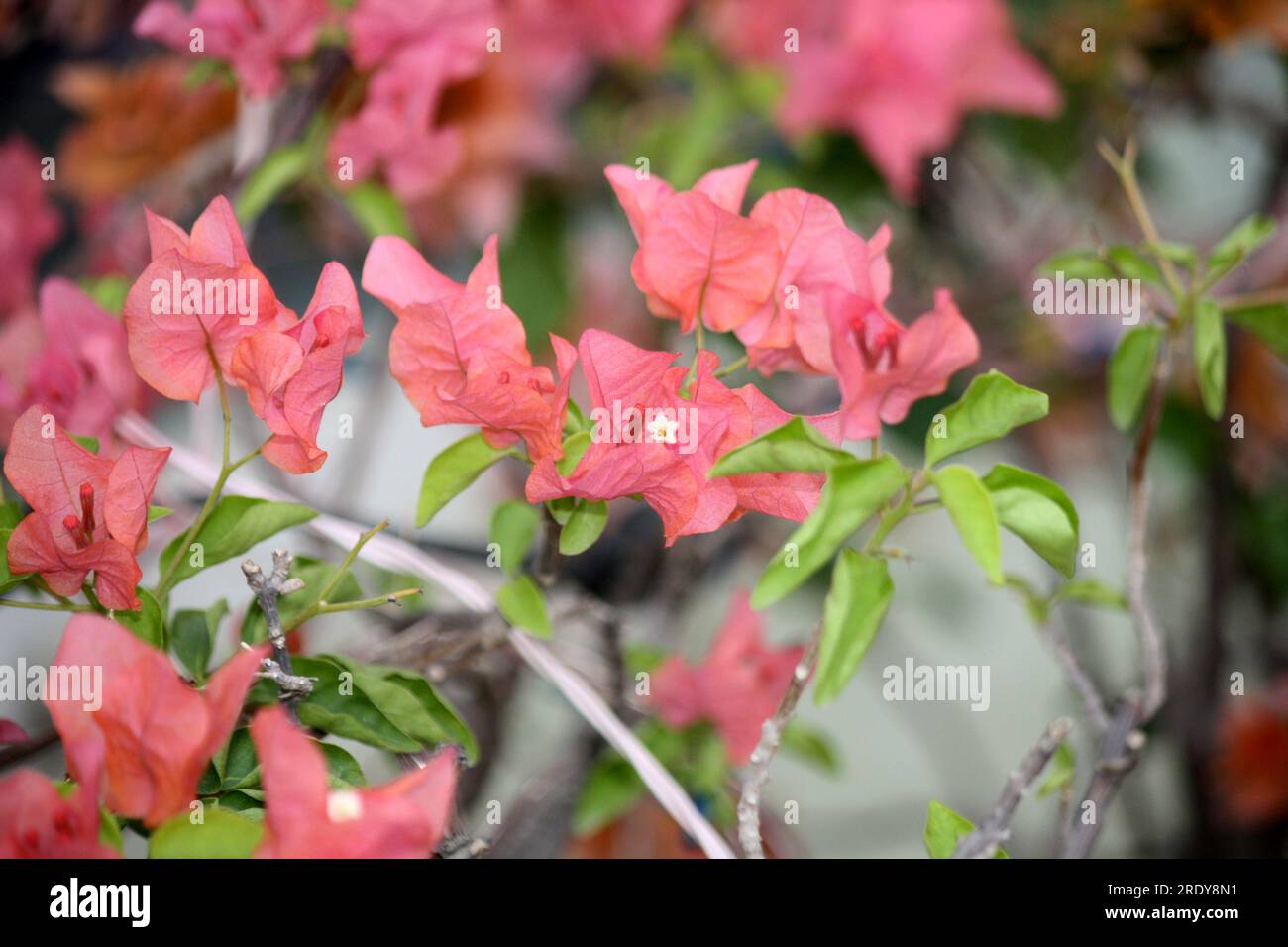 Bougainvillea 'Rosenka' (Bougainvillea glabra) cultivar with Tulip pink bracts : (pix Sanjiv Shukla) Stock Photo