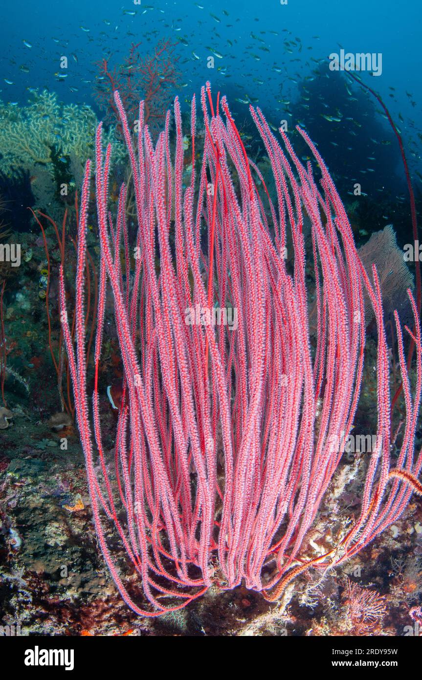 Red Whip Coral, Ellisella cercida, with small fish, J-Nose dive site, near Balbulol Island, Raja Ampat, West Papua, Indonesia Stock Photo