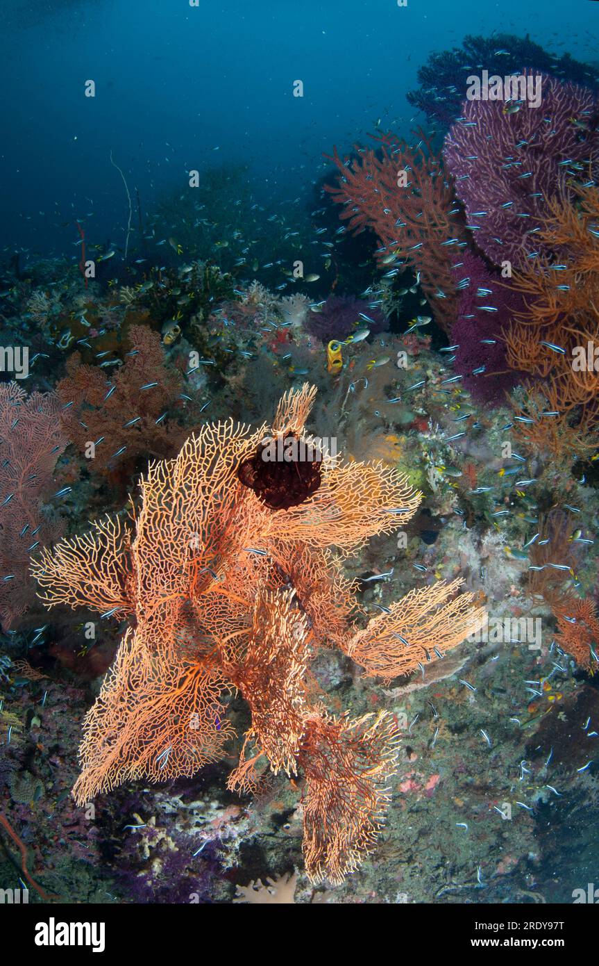 Gorgonian Sea Fan, Annella mollis, with school of juvenile Convict Blennies, Pholidichthys leucotaenia, J-Nose dive site, near Balbulol Island, Raja A Stock Photo