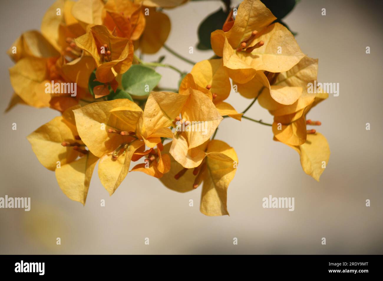 Bougainvillea 'Sunvillea Cream' (Bougainvillea glabra) cultivar with