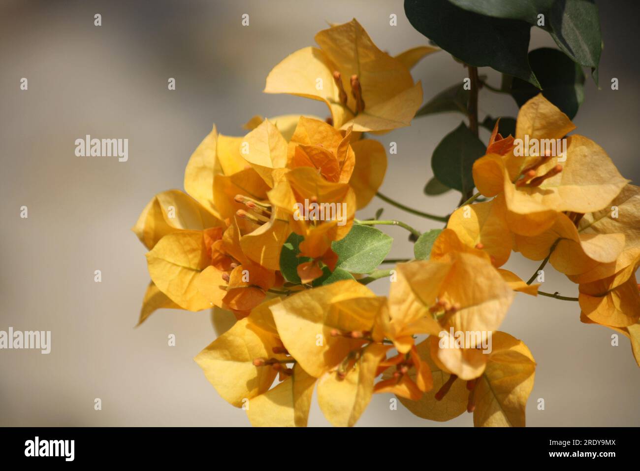 Bougainvillea 'Sunvillea Cream' (Bougainvillea glabra) cultivar with