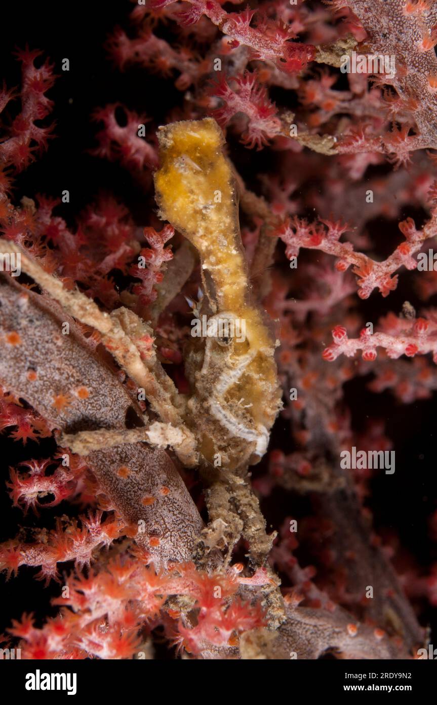 Spider Crab, Epialtidae Family, in Sea Fan, Alcyonacea Order, night dive, Balbulol Island, Raja Ampat, West Papua, Indonesia Stock Photo