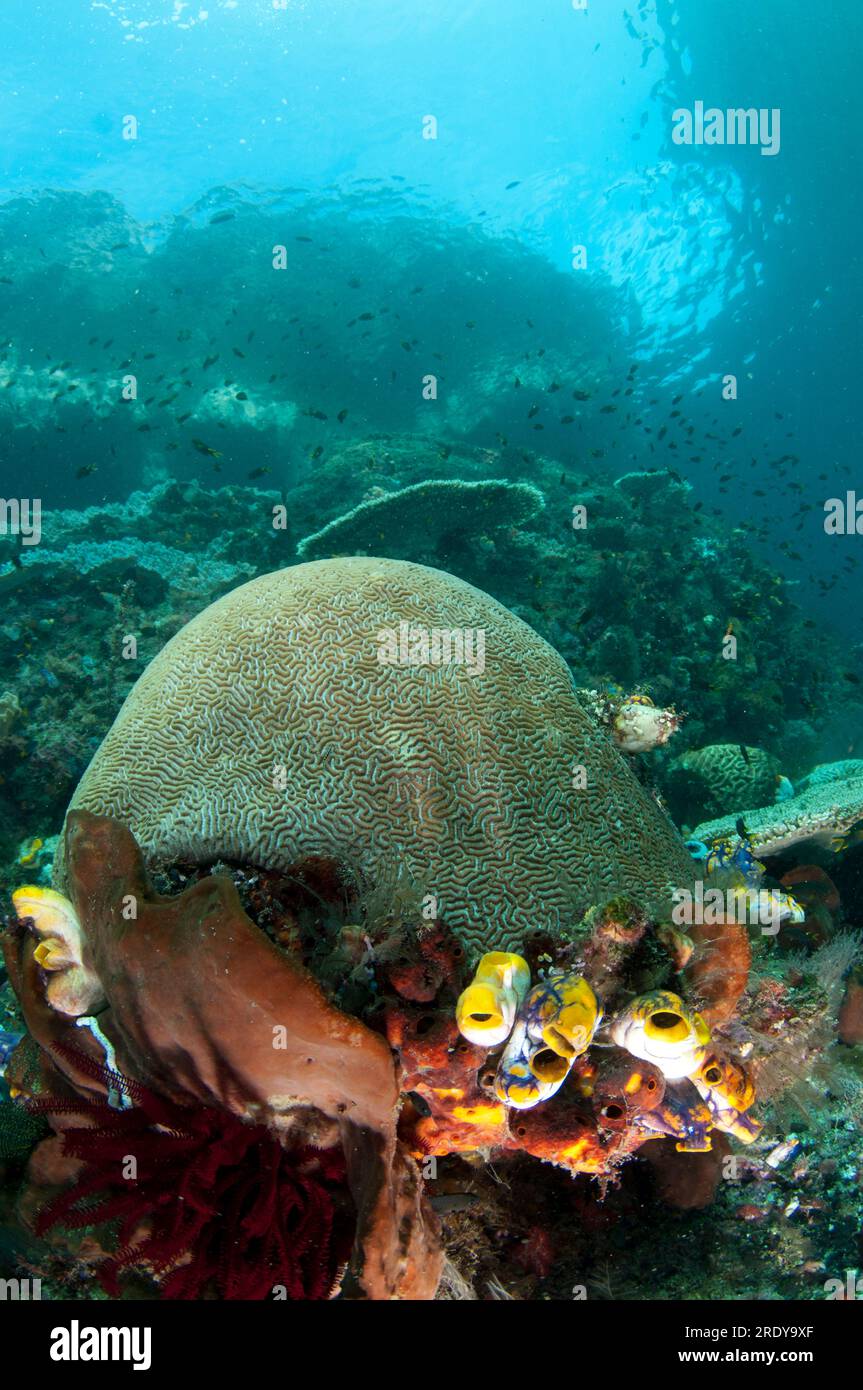 Brain Coral, Platygyra lamellina, and island, Three Sisters dive site, Farondi Island, Raja Ampat, West Papua, Indonesia Stock Photo