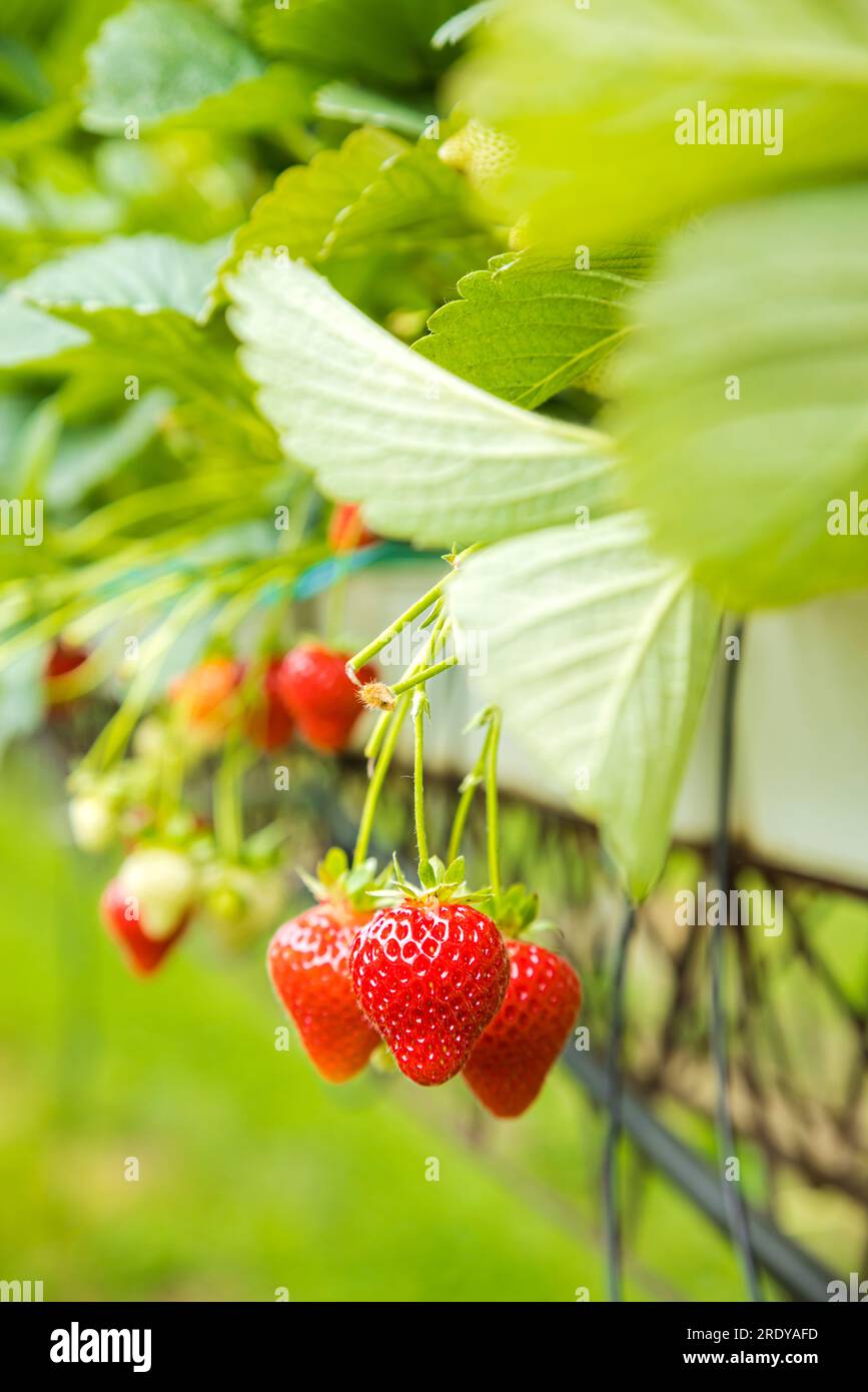 Ripe strawberries hanging from plants in plantation Stock Photo Alamy