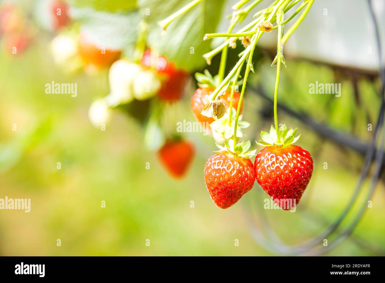 Hanging strawberry plant hi-res stock photography and images - Alamy