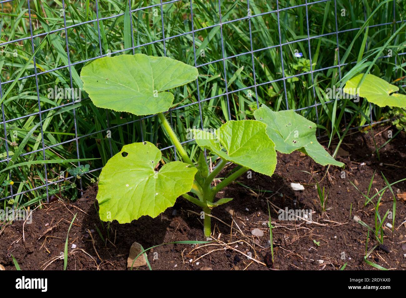 Pumpkin seedling in the ground in garden Stock Photo Alamy