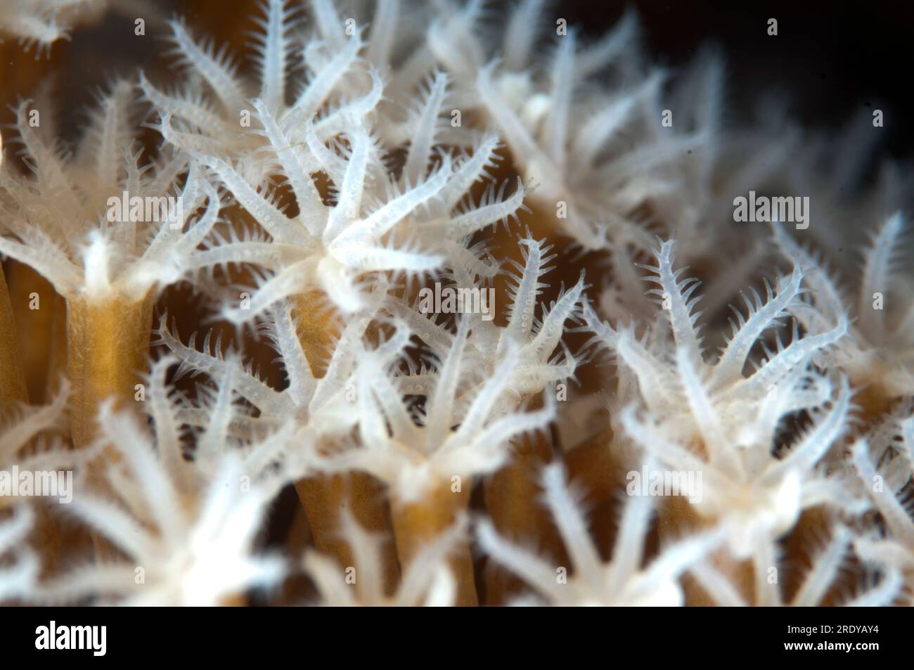 Soft Coral polyps, Xenia sp, Channel Island, Aljui Bay, Raja Ampat, West Papua, Indonesia Stock Photo