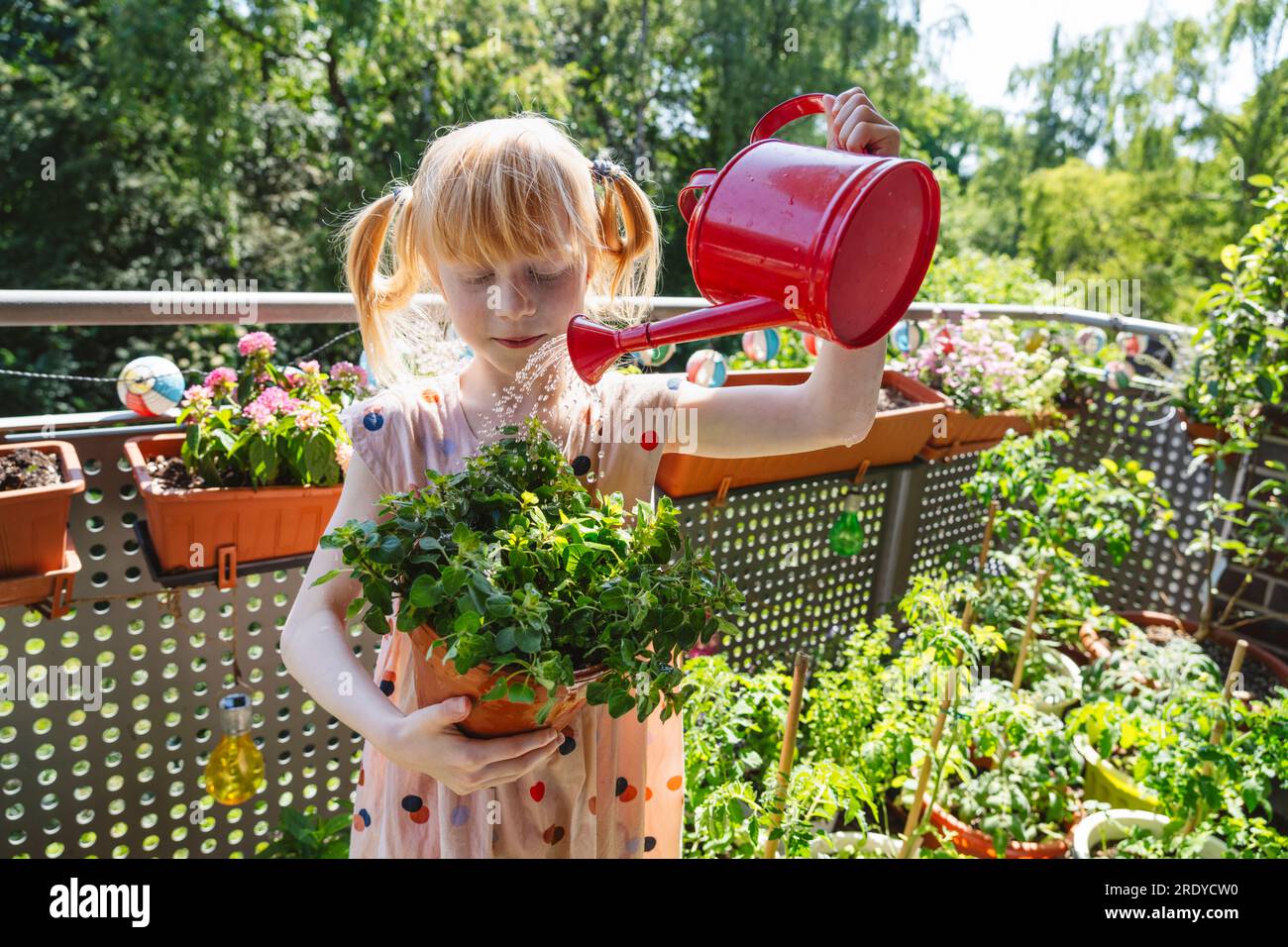 Blond girl watering oregano plant in balcony Stock Photo Alamy