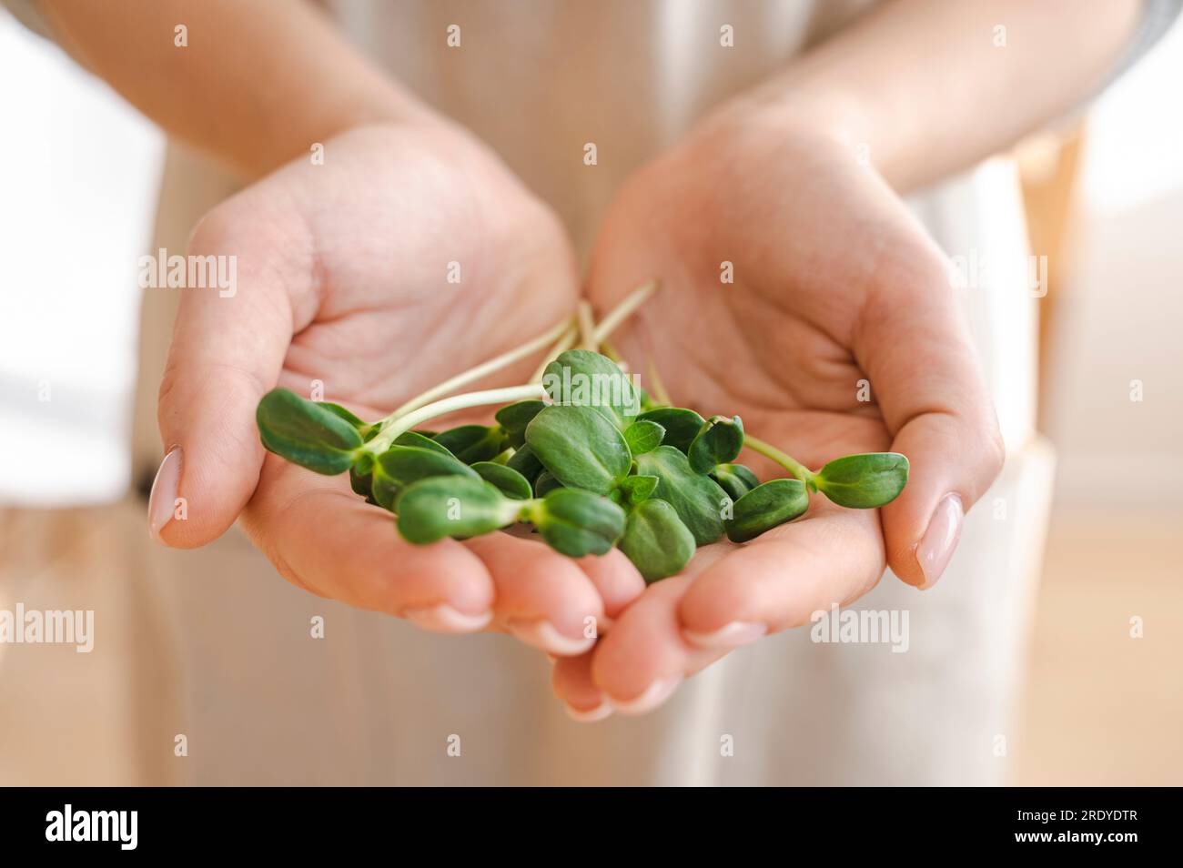 Woman holding sunflower microgreens in cupped hands Stock Photo
