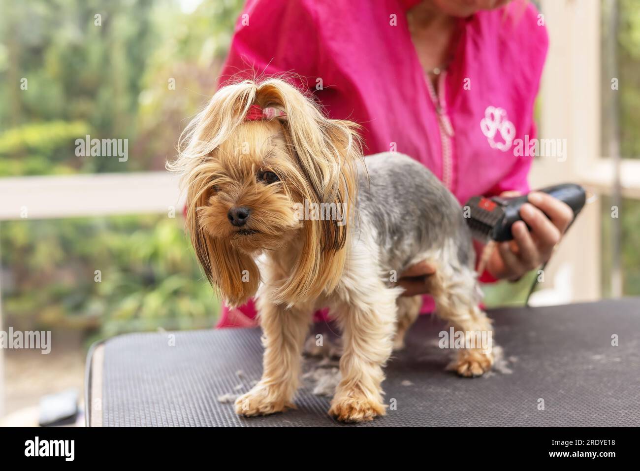 Yorkshire terrier getting procedure by the female groomer Stock Photo