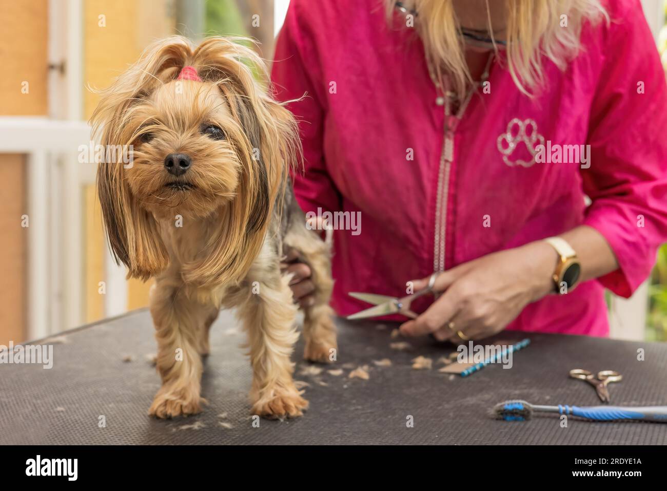 Trimming the hind legs of Yorkshire terrier by proffessional groomer. Stock Photo
