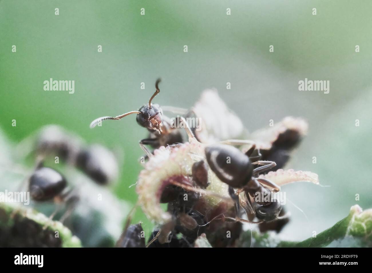 Macro photo of an ant standing on a plant Stock Photo - Alamy