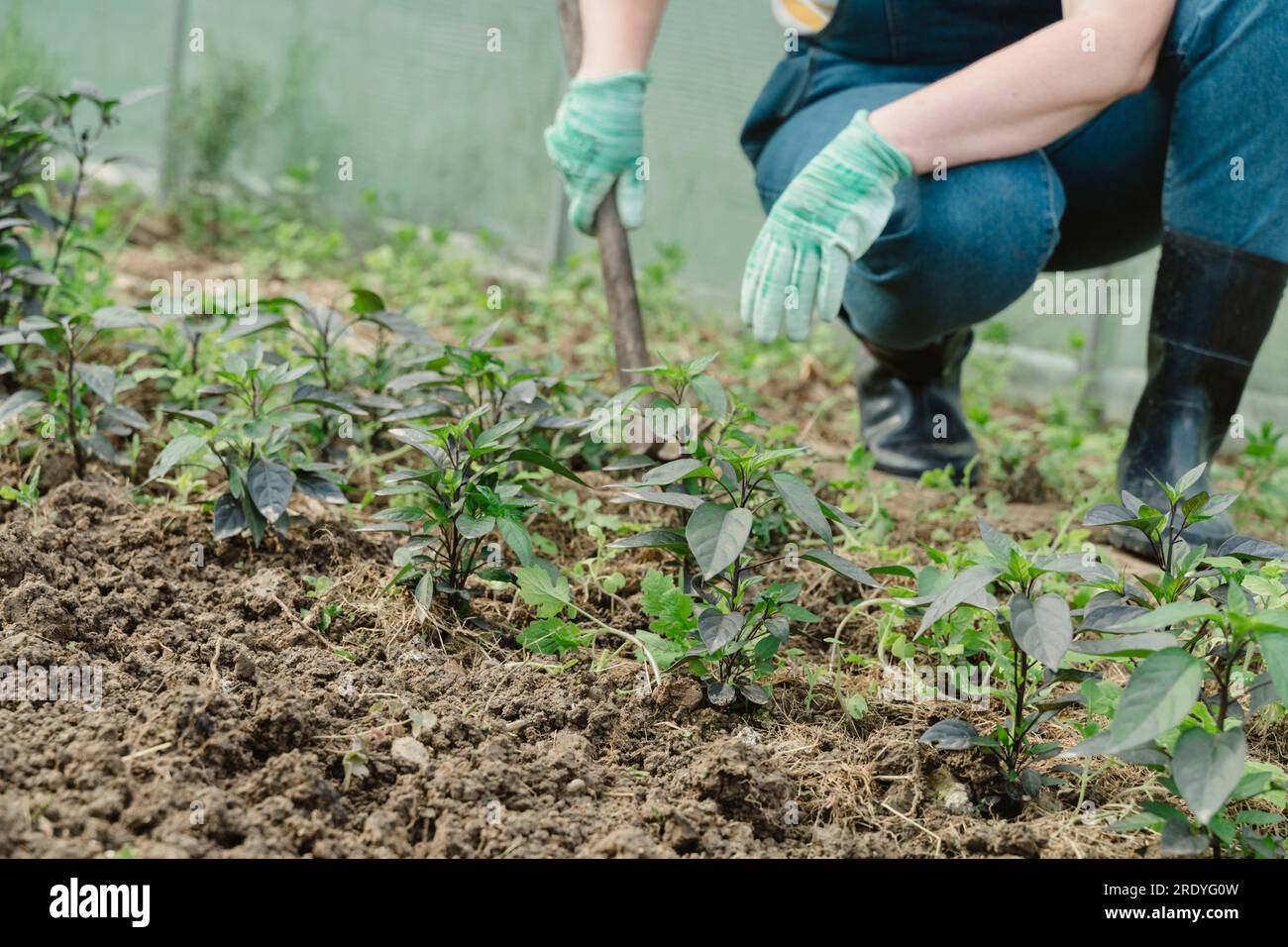 Hands of farmer digging soil in greenhouse Stock Photo