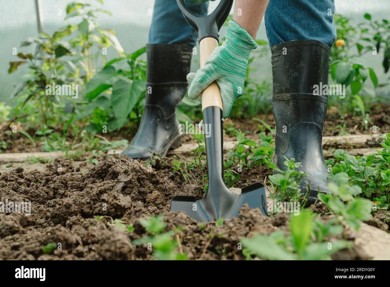 Farmer digging soil with shovel in greenhouse Stock Photo