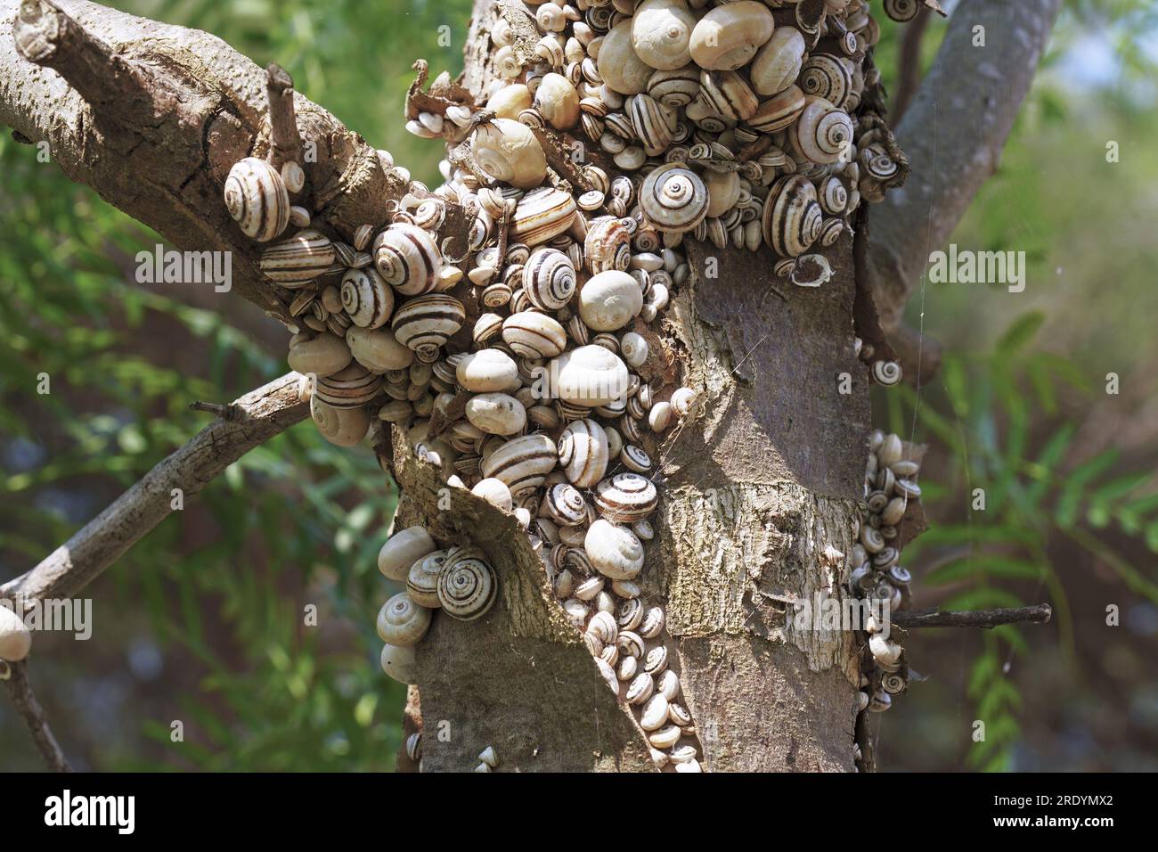 many specimens of mediterranean coastal snail or white Italian snail gathered in aestivation on the branching of a trunk, Theba pisana, Helicidae Stock Photo