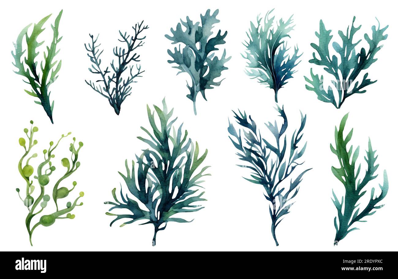 Seaweed underwater plants. Green Laminaria watercolor illustartion isolated on hite background. Nautical Stock Photo