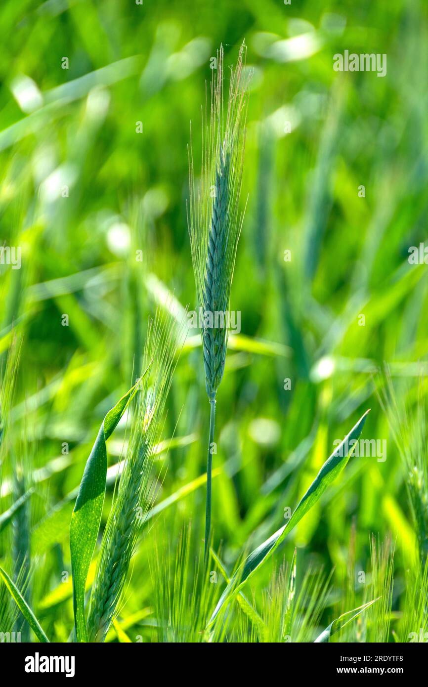 Close up of an ear of barley (hordeum vulgare) in a field. Auvergne Rhone Alpes. France Stock Photo