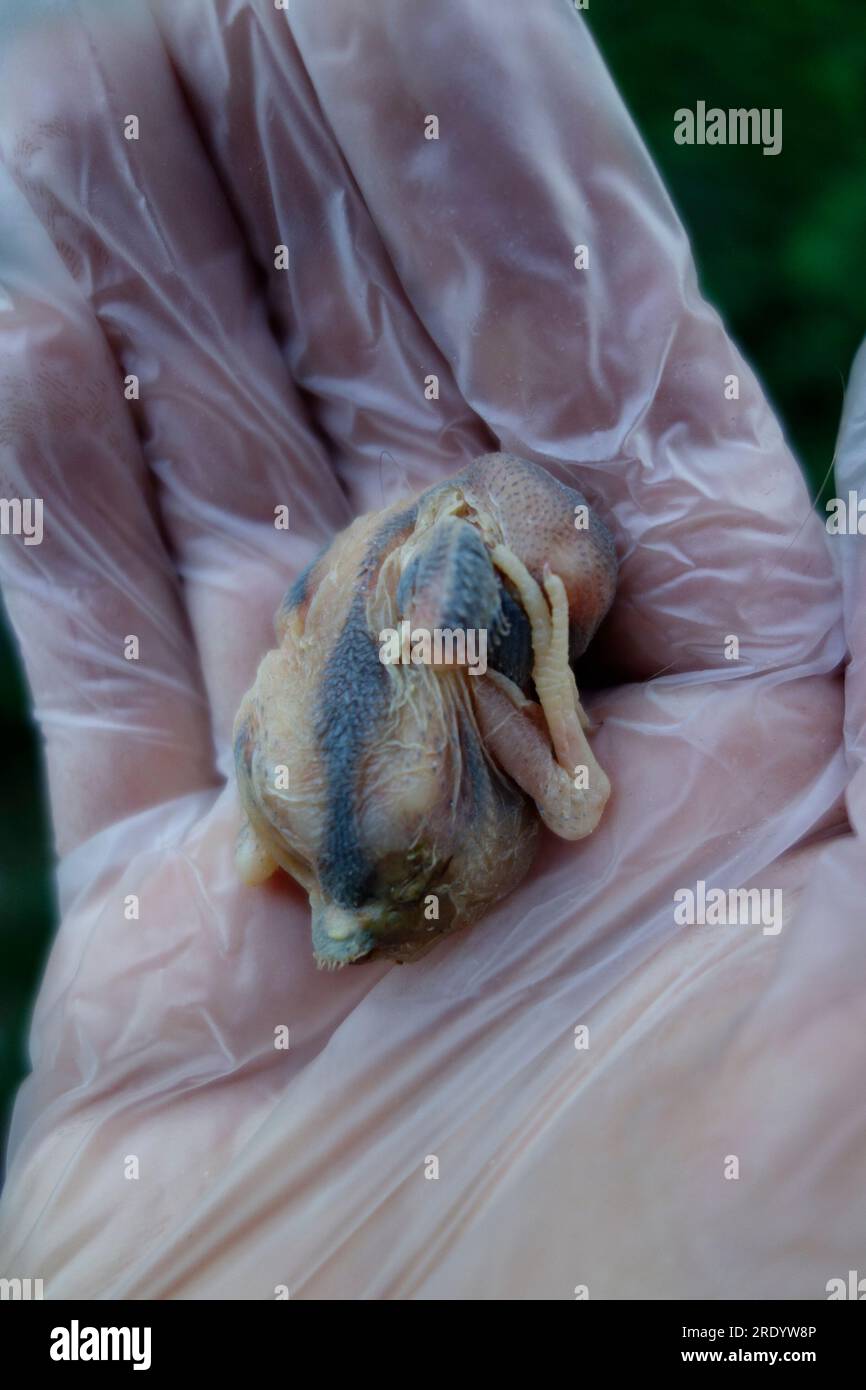 Dead Baby Bird (Sparrow hatchling) Stock Photo