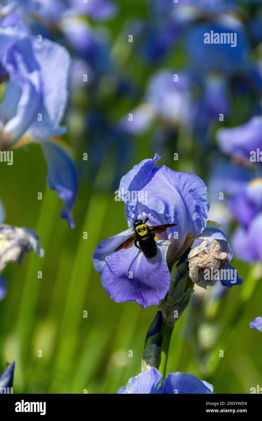 Bumblebee on iris, light blue blooms, France, Europe Stock Photo - Alamy