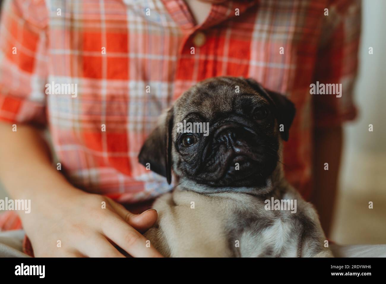 Pug Puppy Stock Photo