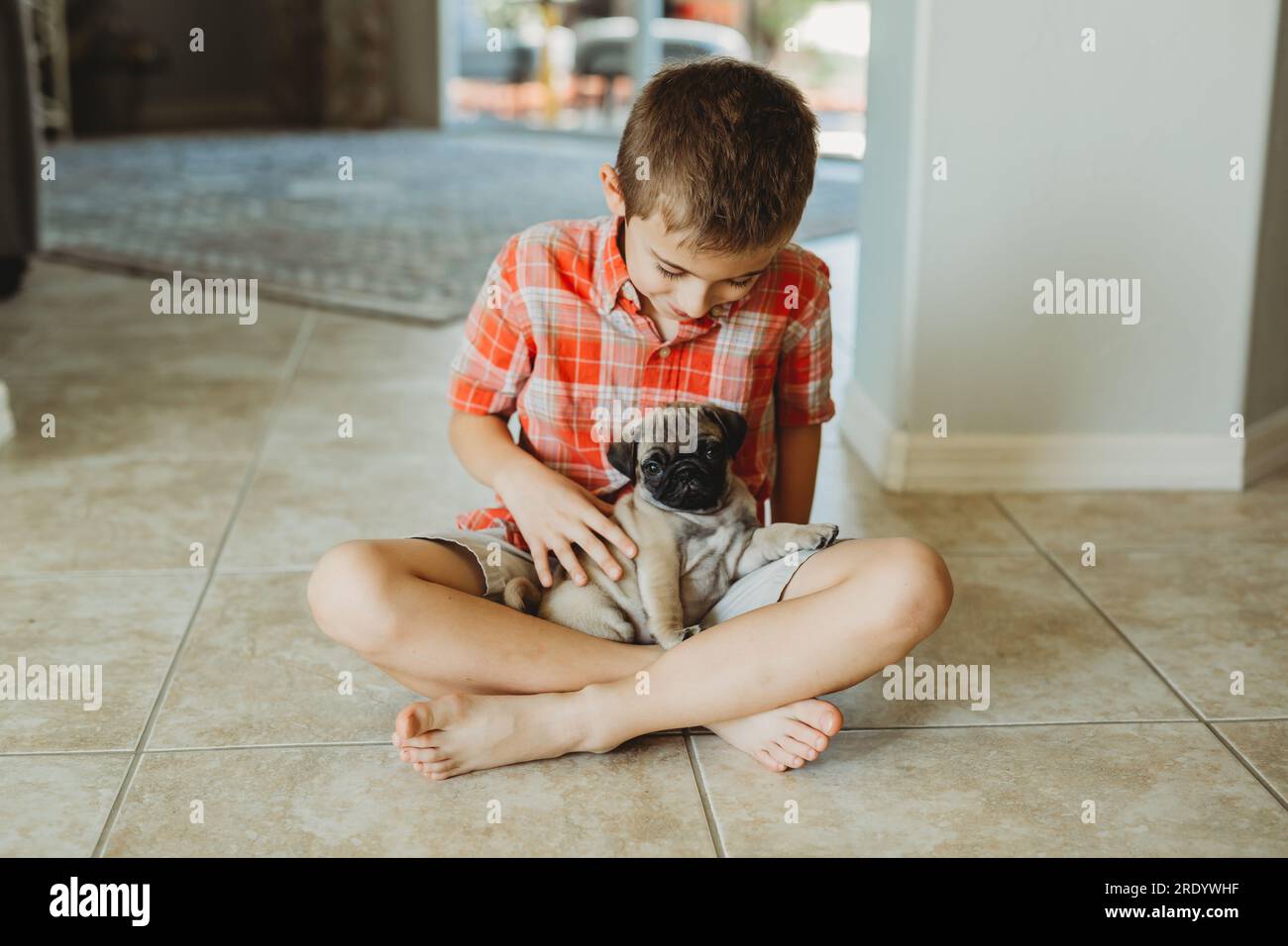 Bringing home a new puppy stock photo alamy