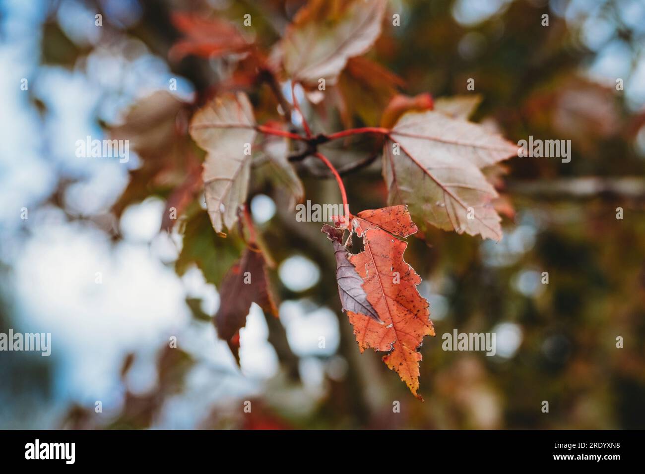 Orange leaf on autumn tree in New England Stock Photo
