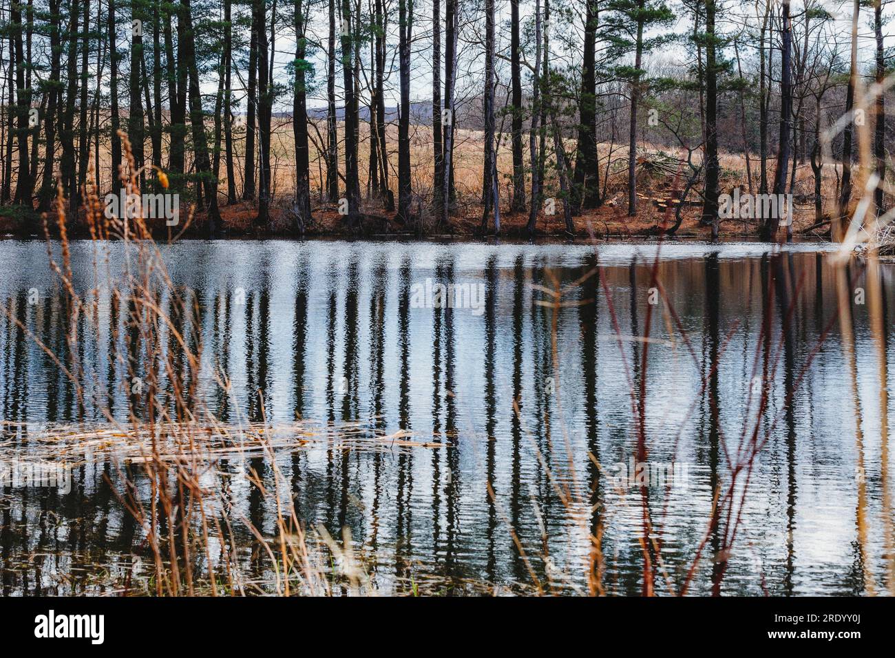 Pond and trees hi-res stock photography and images - Alamy
