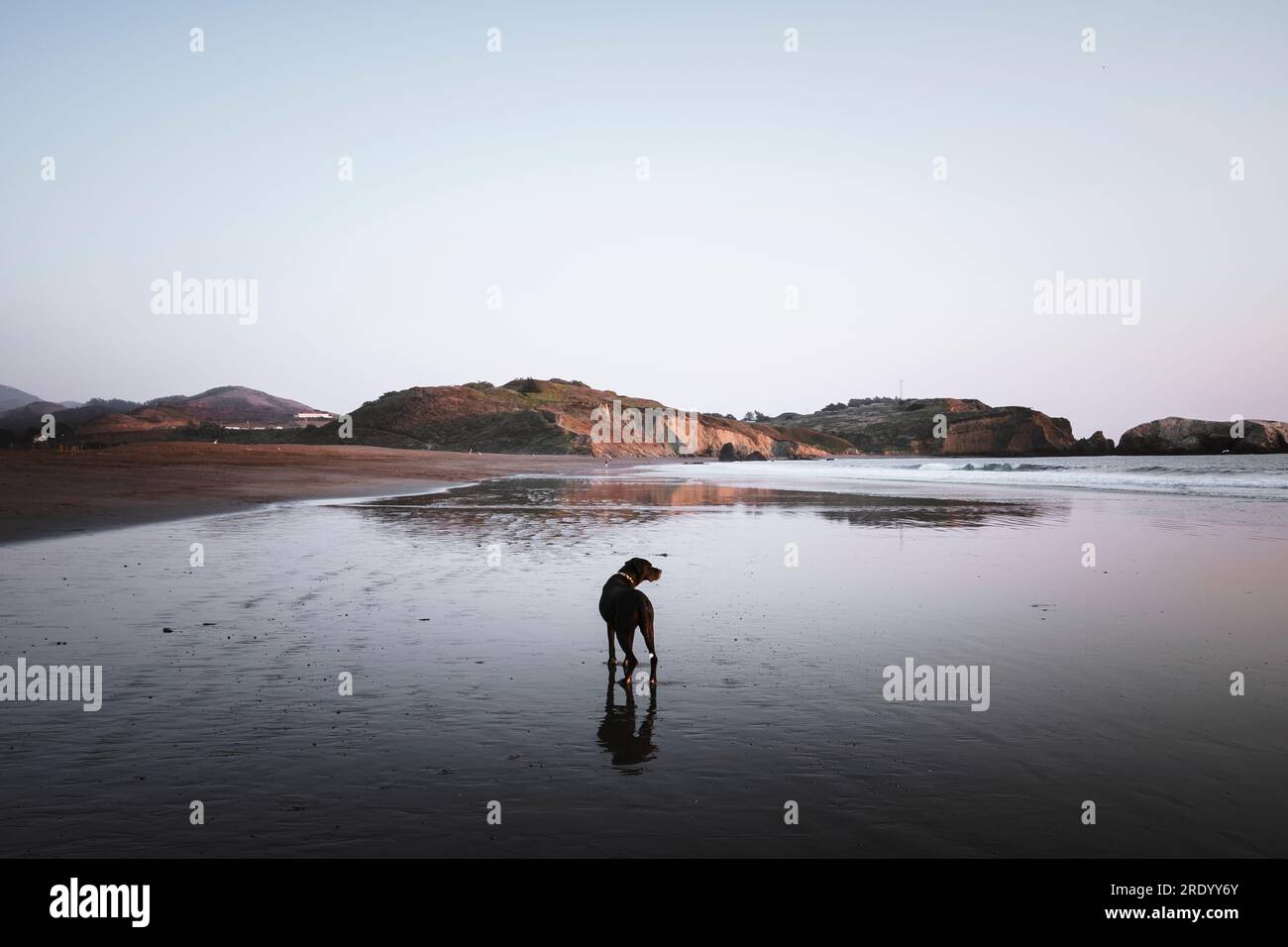 single fin tuscany dog beach
