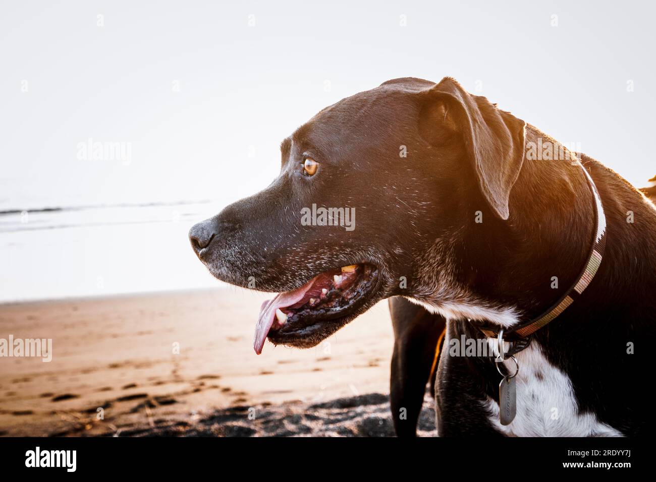 Dog with tongue out Stock Photo