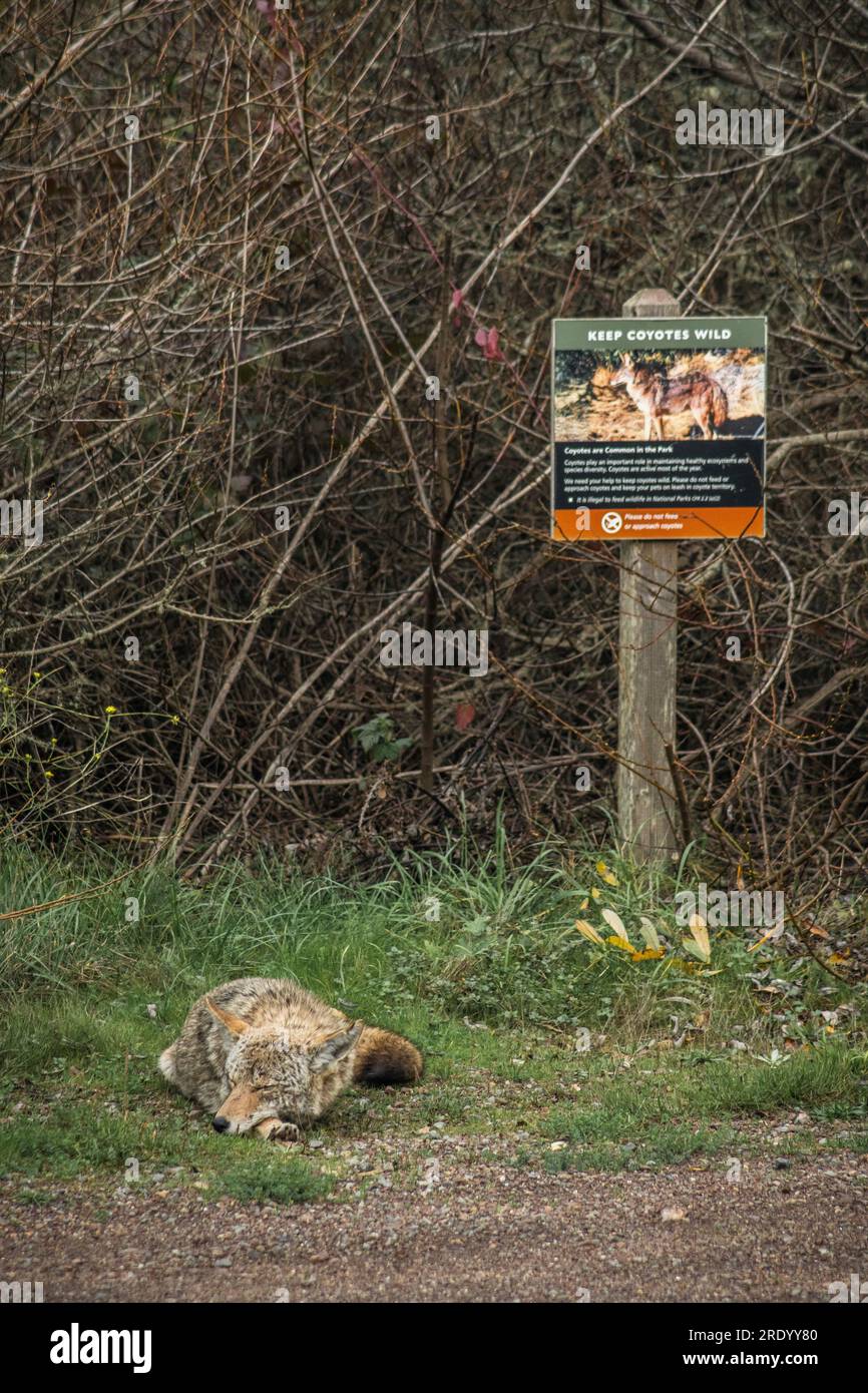A coyote naps next to a sign Stock Photo
