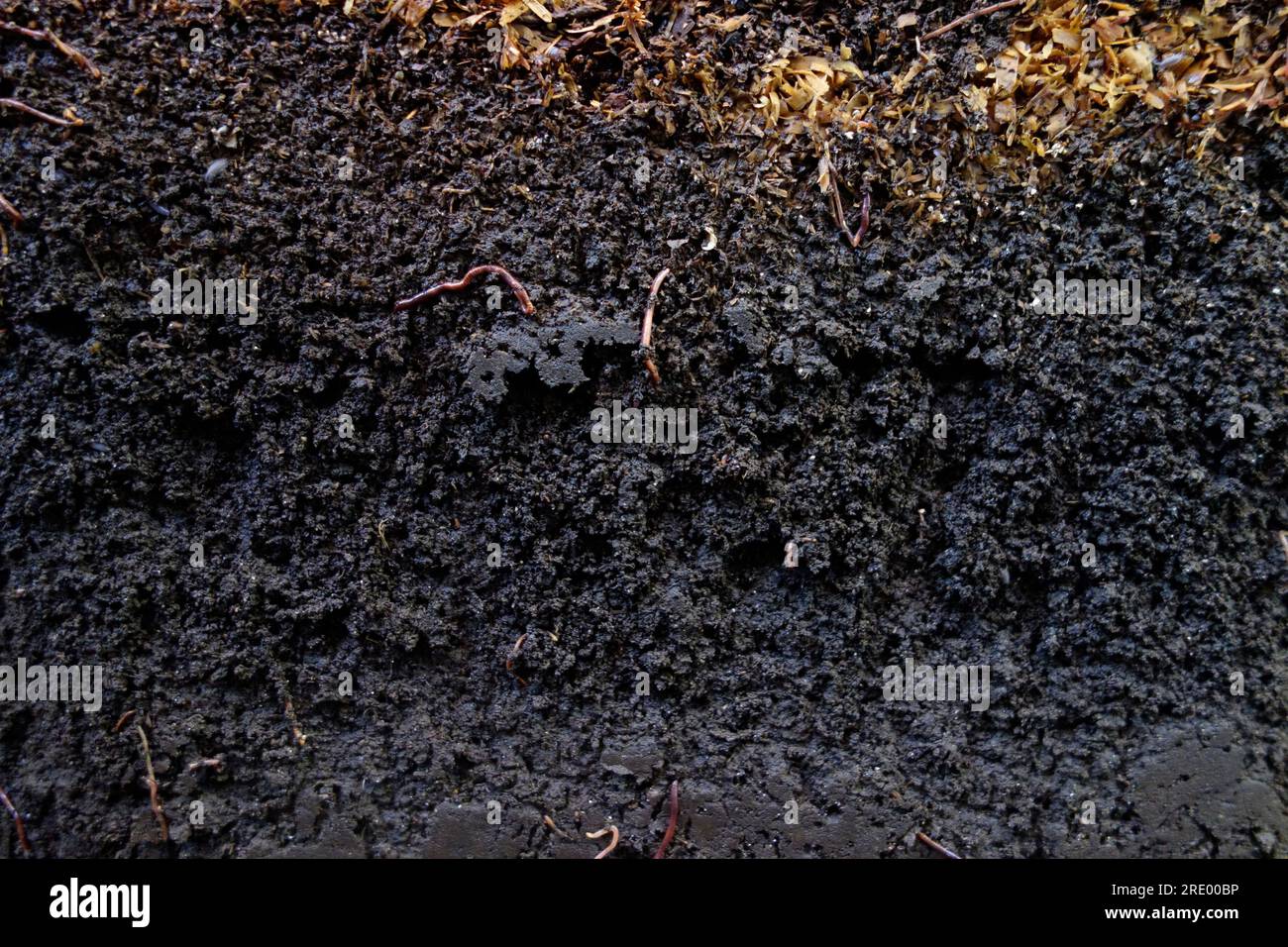 Vermicompost - finished worm compost soil with compost worms (Eisenia Fetida) Stock Photo