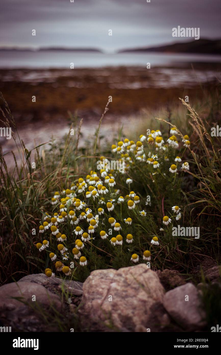 Wild daisies on the coast of Scotland Stock Photo