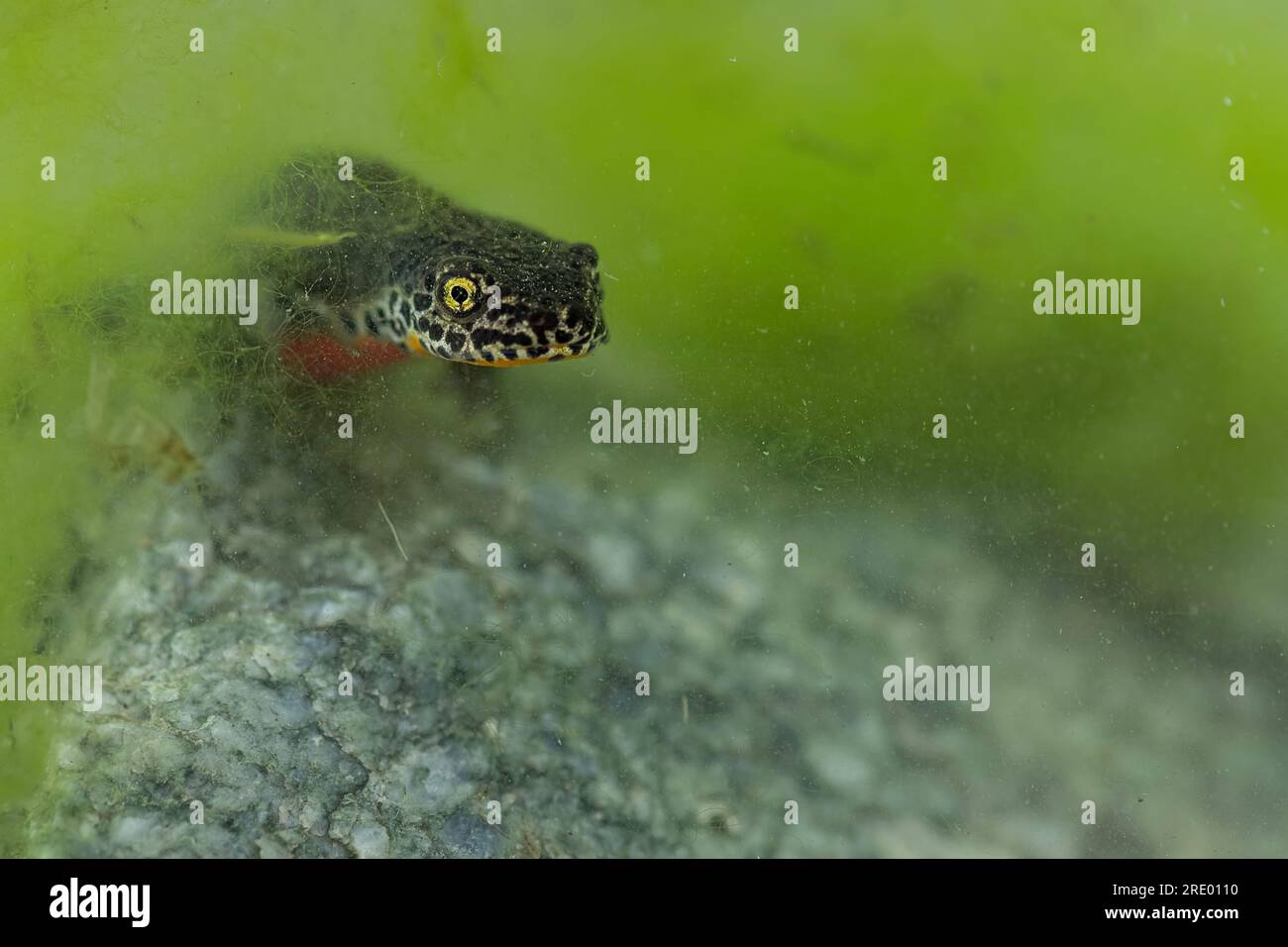 Alpine newt in the depths of the pond (Ichthyosaura alpestris) Stock Photo