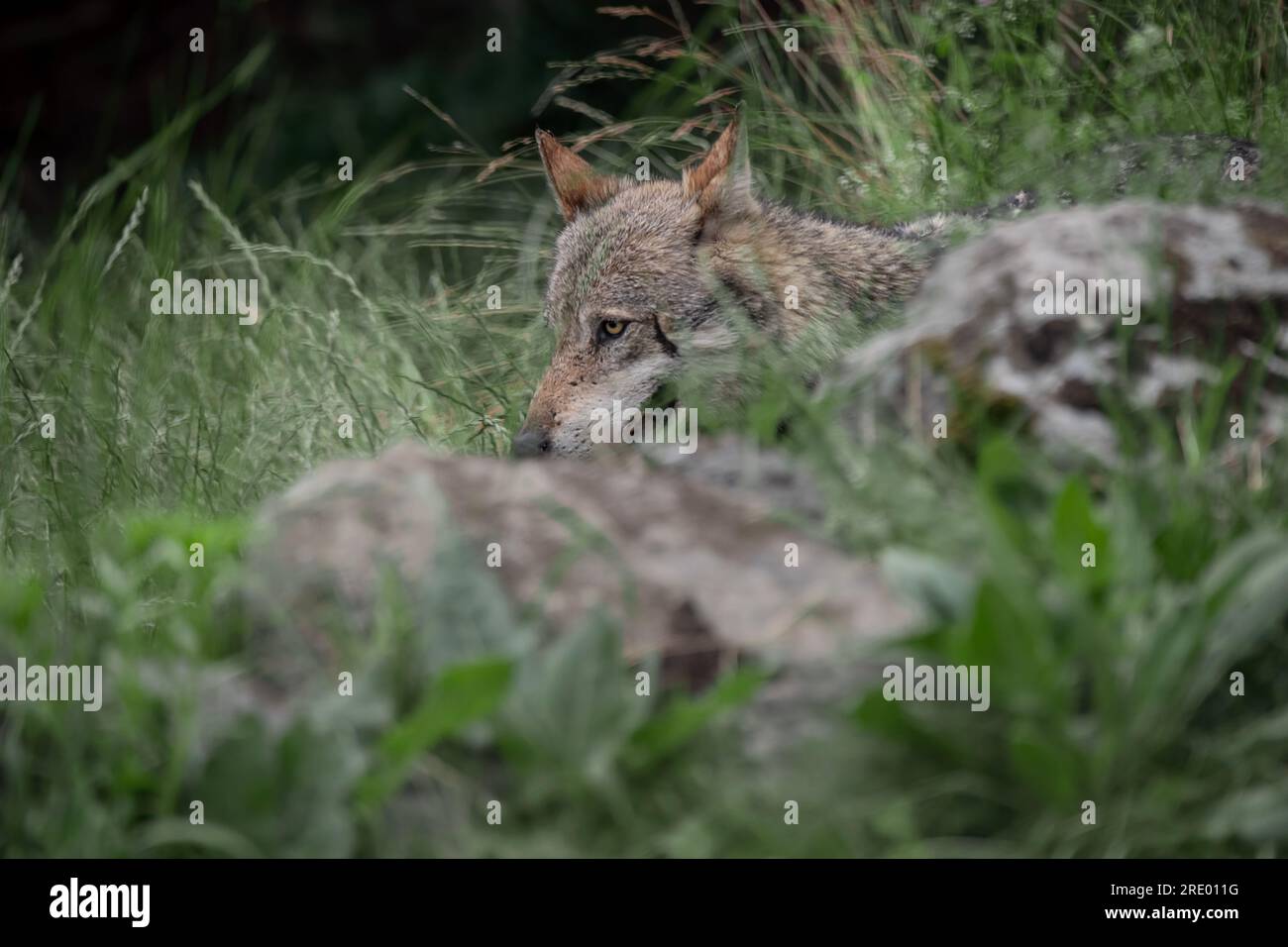 Wild Alps, the Italian wolf (Canis lupus italicus) Stock Photo