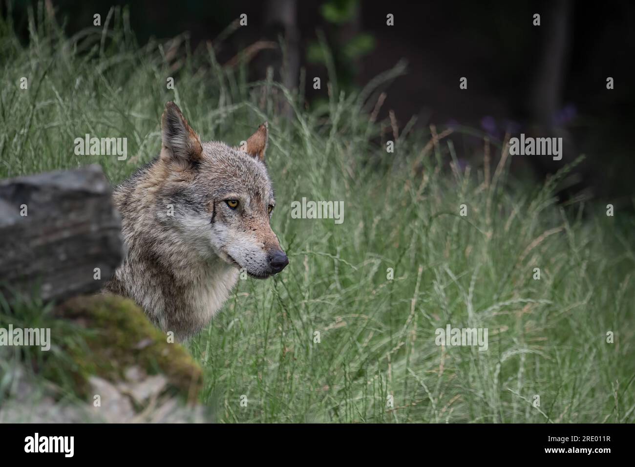 Italian wolf in the forest (Canis lupus italicus) Stock Photo