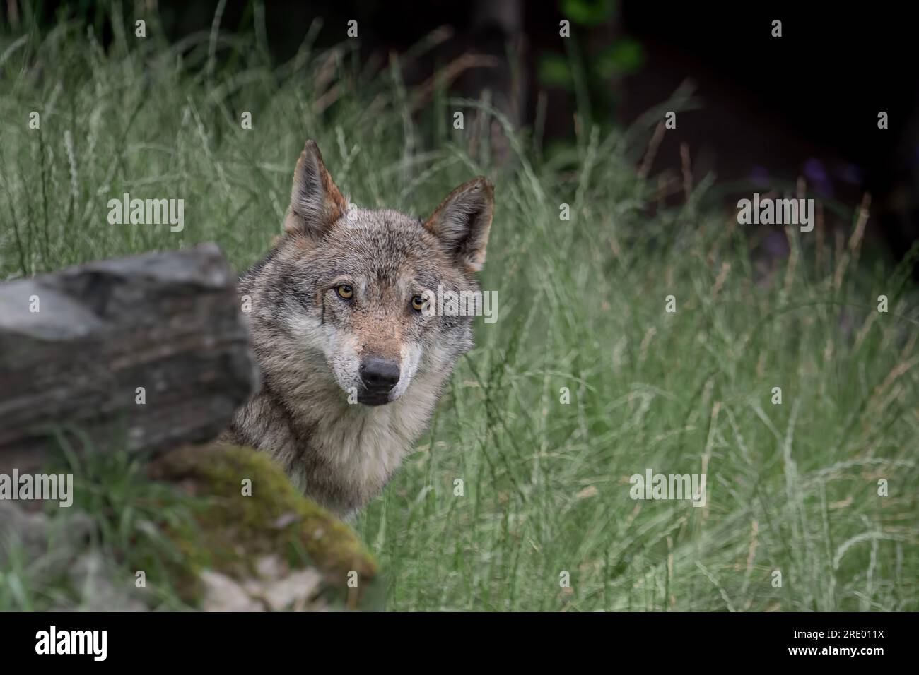 Look at my eyes, the Italian wolf (Canis lupus italicus) Stock Photo