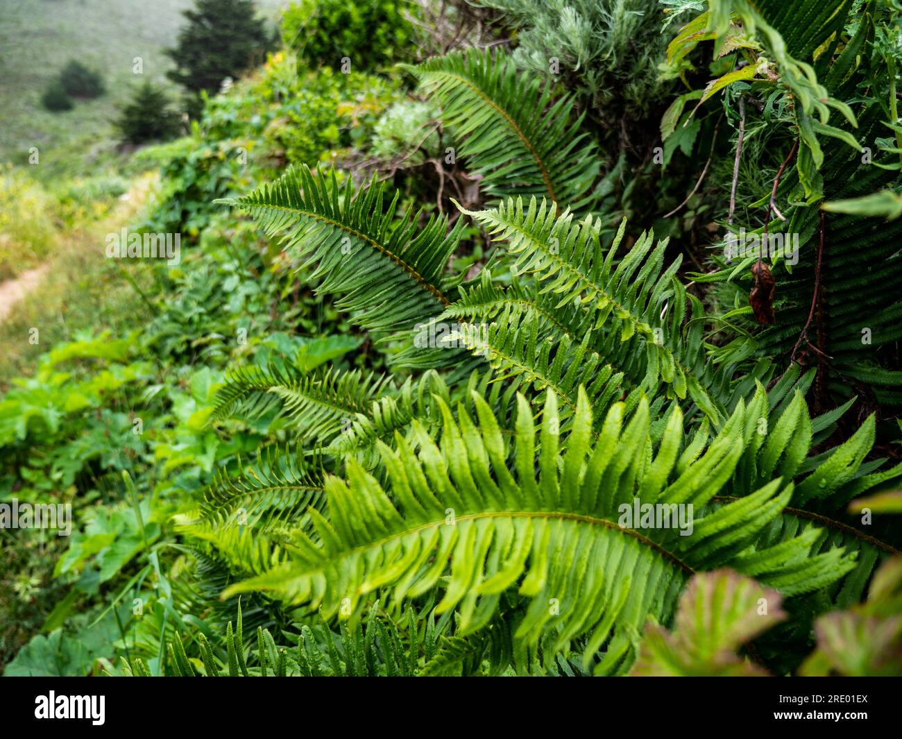 Ferns growing on coastal hillside Stock Photo