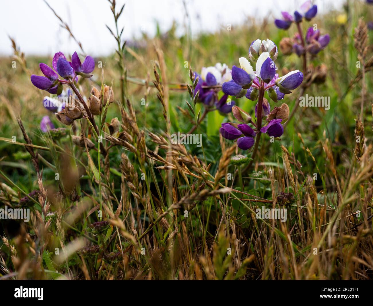 Detail of purple wildflowers Stock Photo