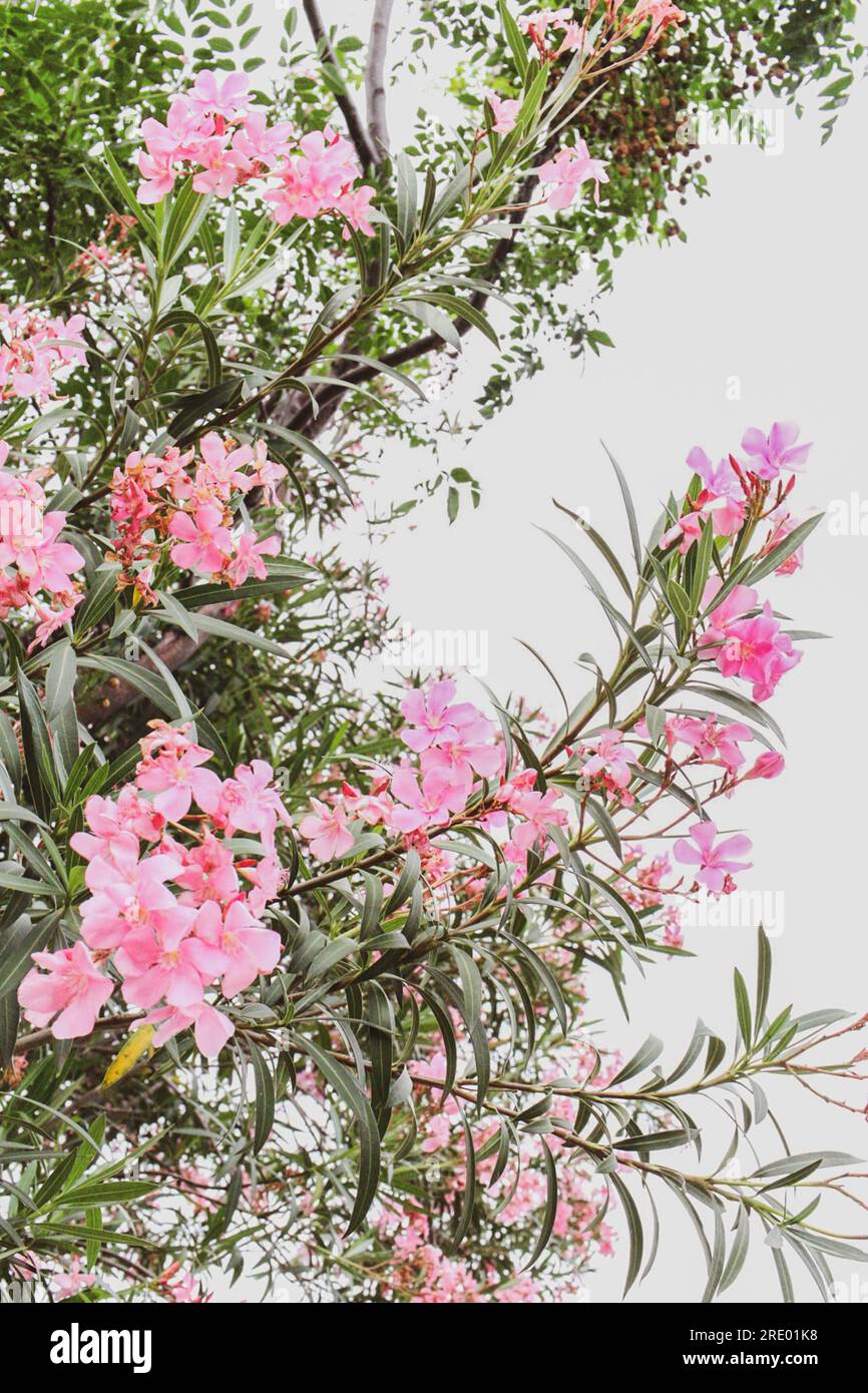 Flowers in full bloom for spring Stock Photo