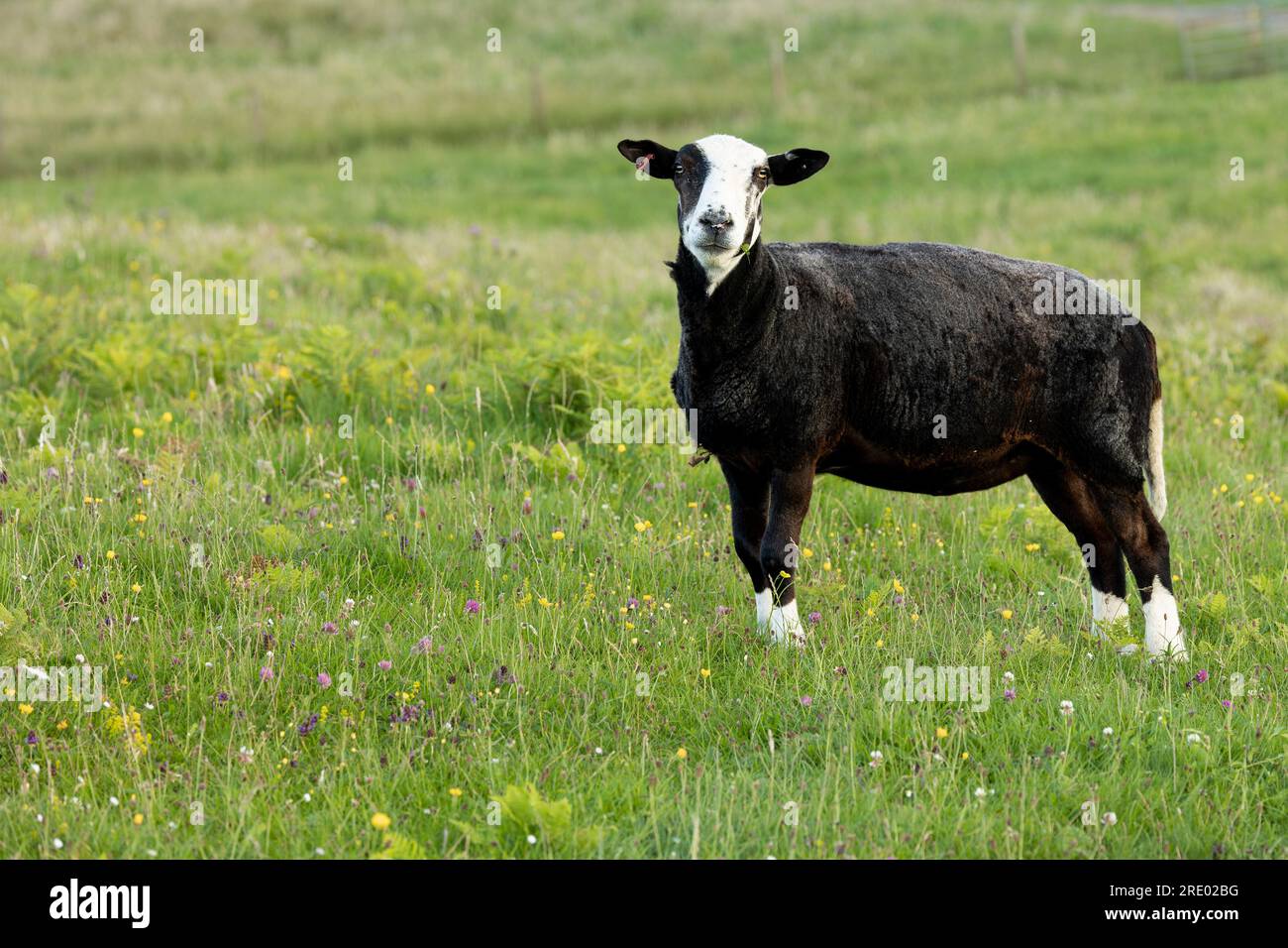 Zwartbles sheep with shorn fleece, on the colourful machair in Summer with a leaf of clover in her mouth.  Facing camera.  Sanday, Isle of Canna, Scot Stock Photo