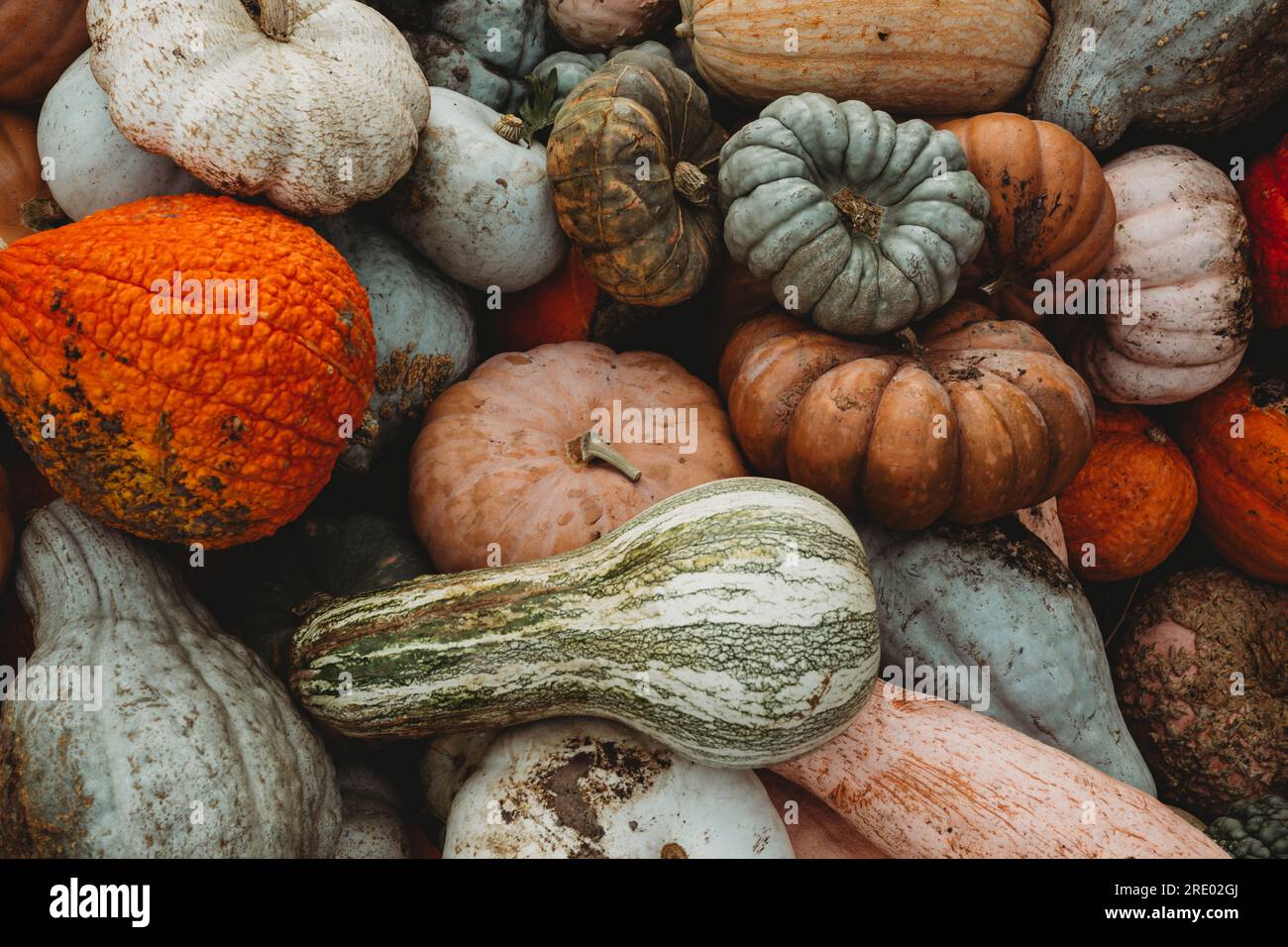 Pumpkins and Gourds Fall Harvest Stock Photo
