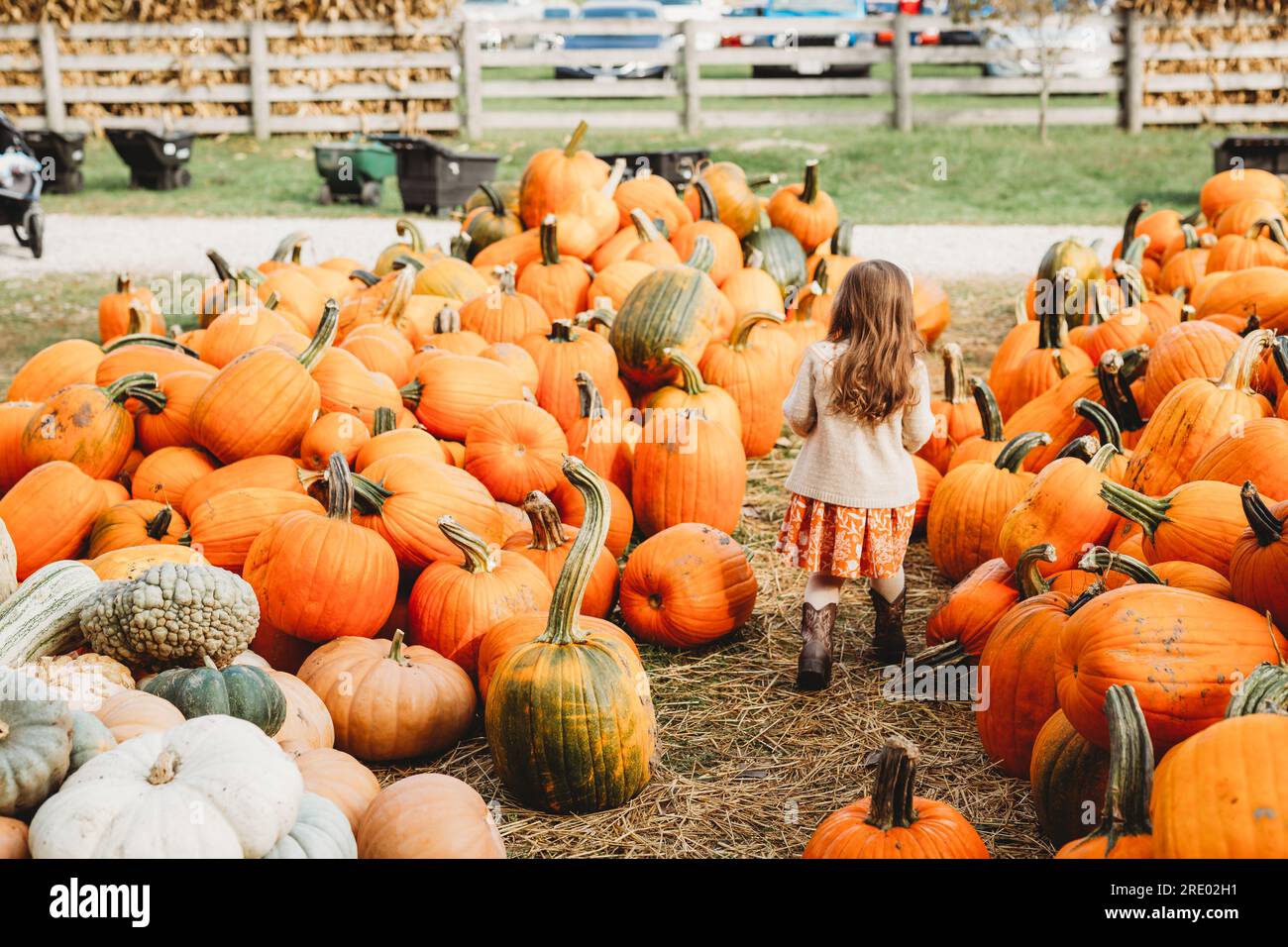 Pumpkin Farm with Kids Stock Photo Alamy