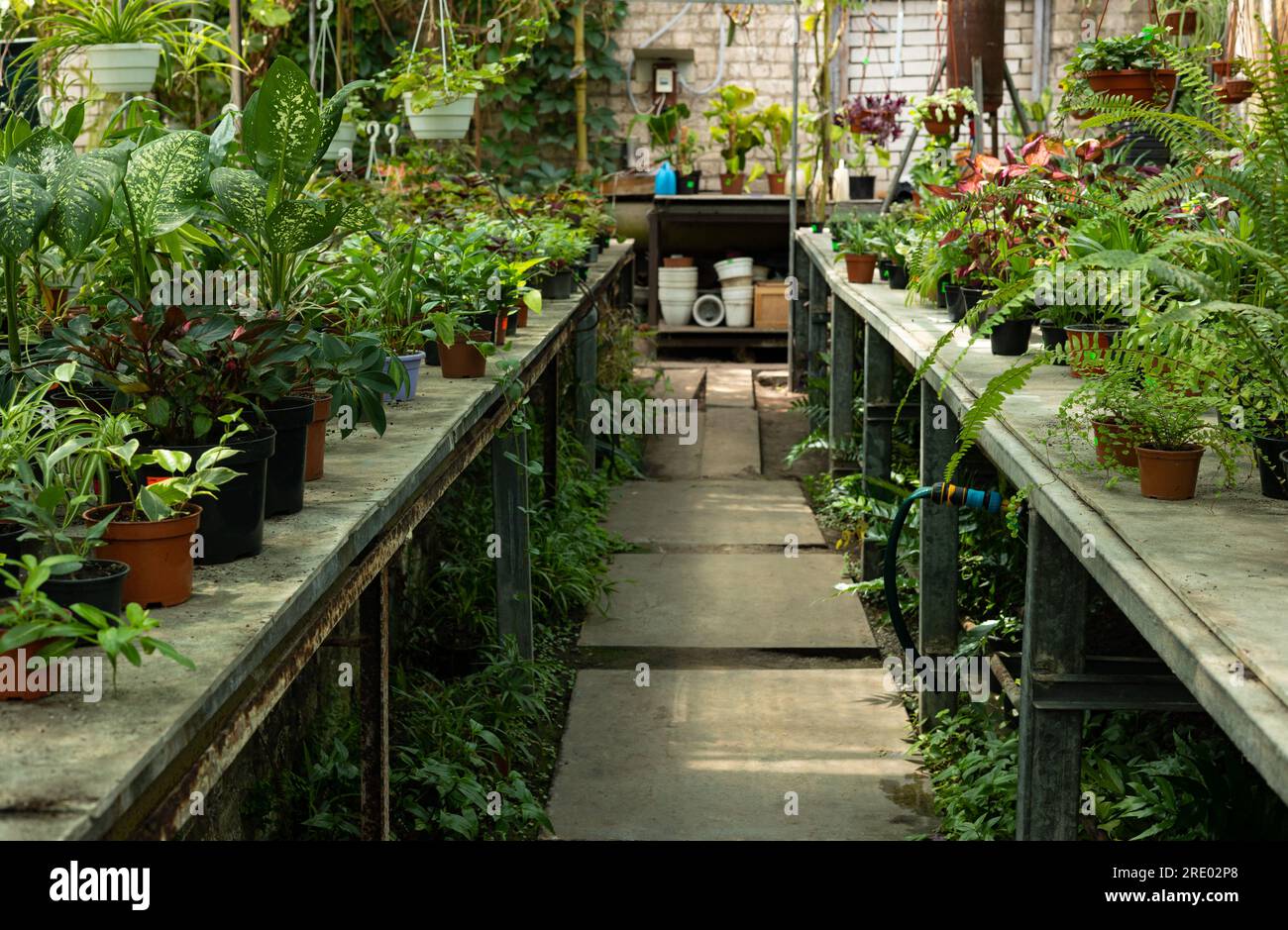Greenhouse with houseplants on shelves Stock Photo - Alamy