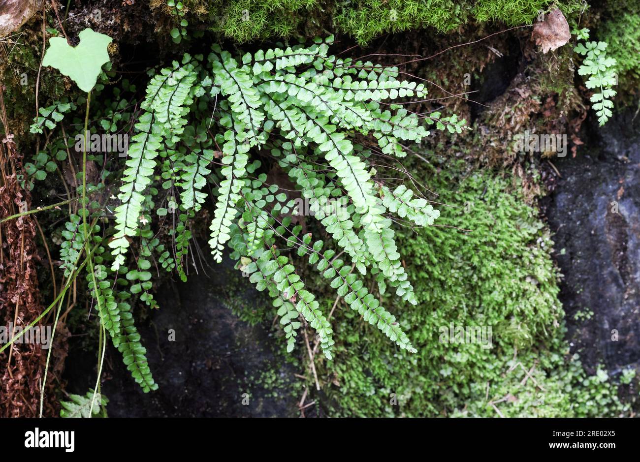 Maidenhair spleenwort Stock Photo