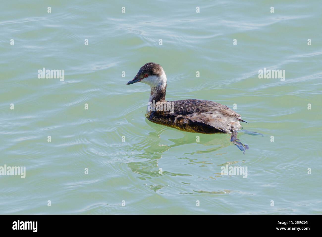 American Horned Grebe (Podiceps auritus cornutus), swimming in winter plumage, side view, USA, California, Monterey Stock Photo