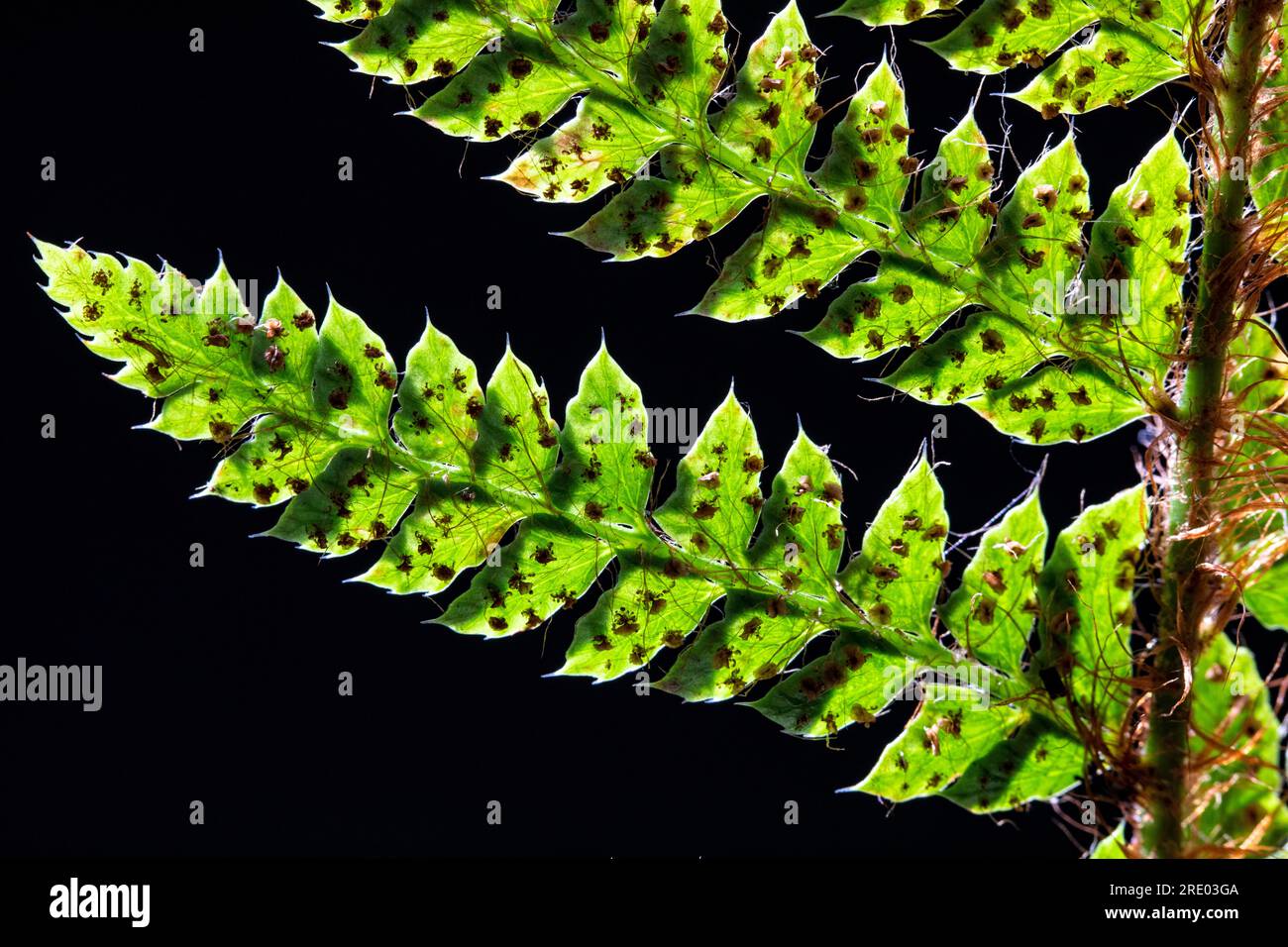 hard shield fern (Polystichum aculeatum), underside of leaf, leaflets with sporangia against black background, Netherlands Stock Photo