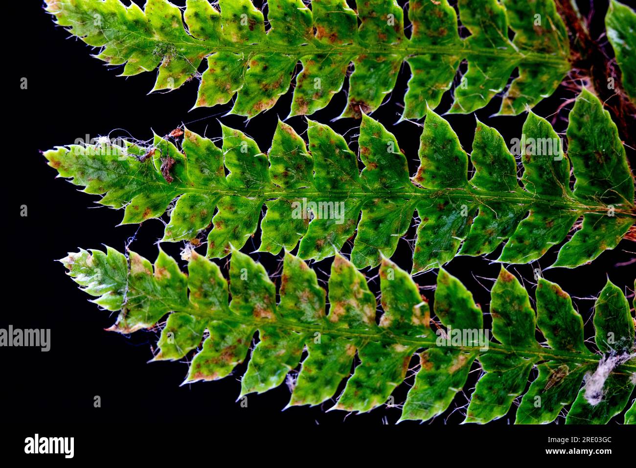hard shield fern (Polystichum aculeatum), leaflets against black background, Netherlands Stock Photo